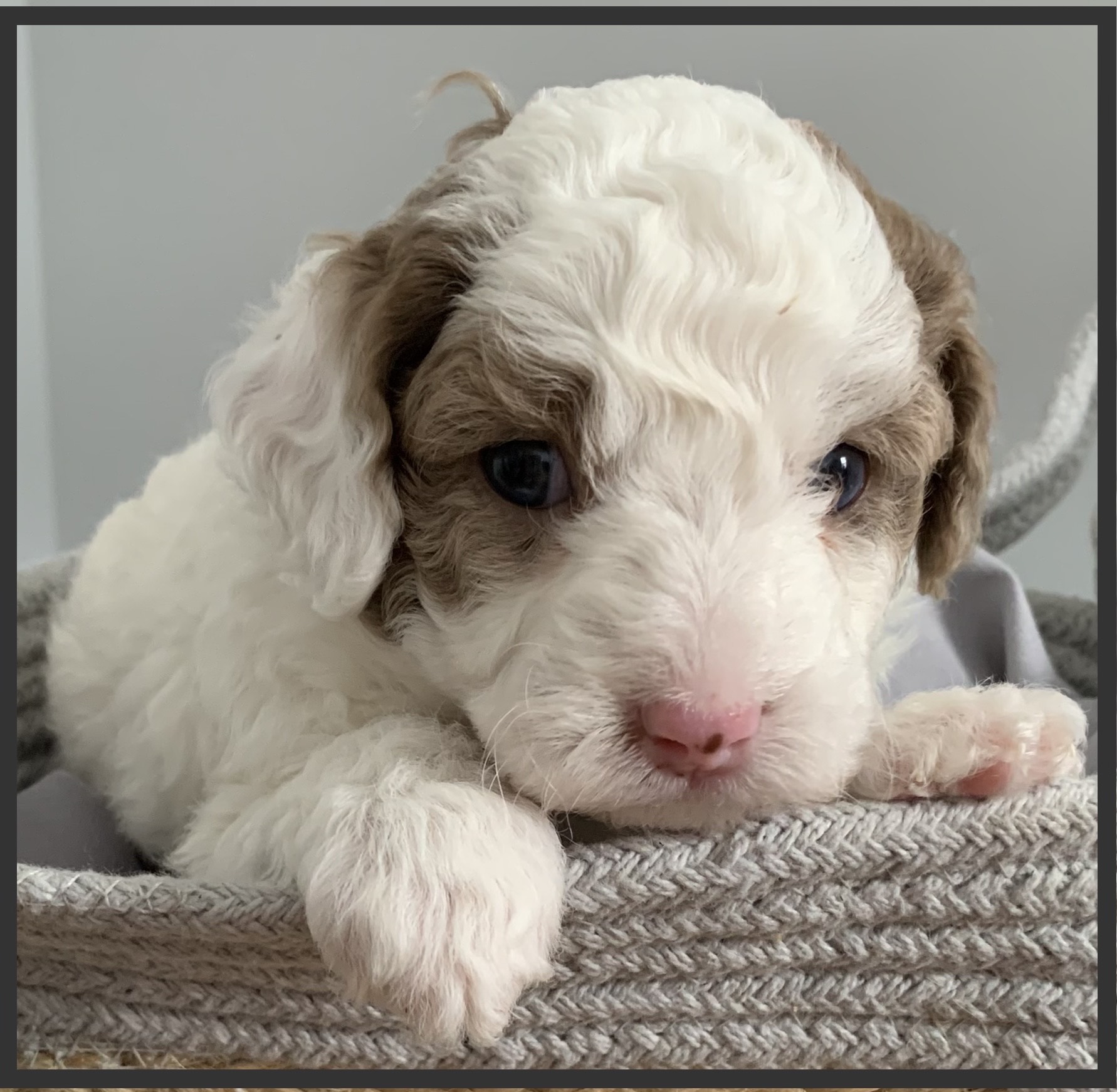 Matilda, Mini Labradoodle Puppy