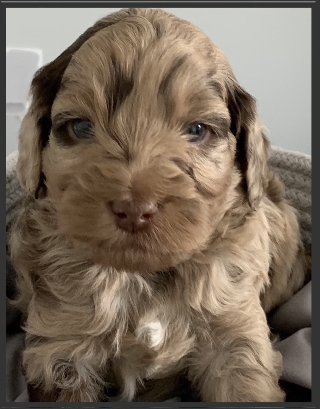 Hank - Litter 1, North Pine Mini Labradoodles