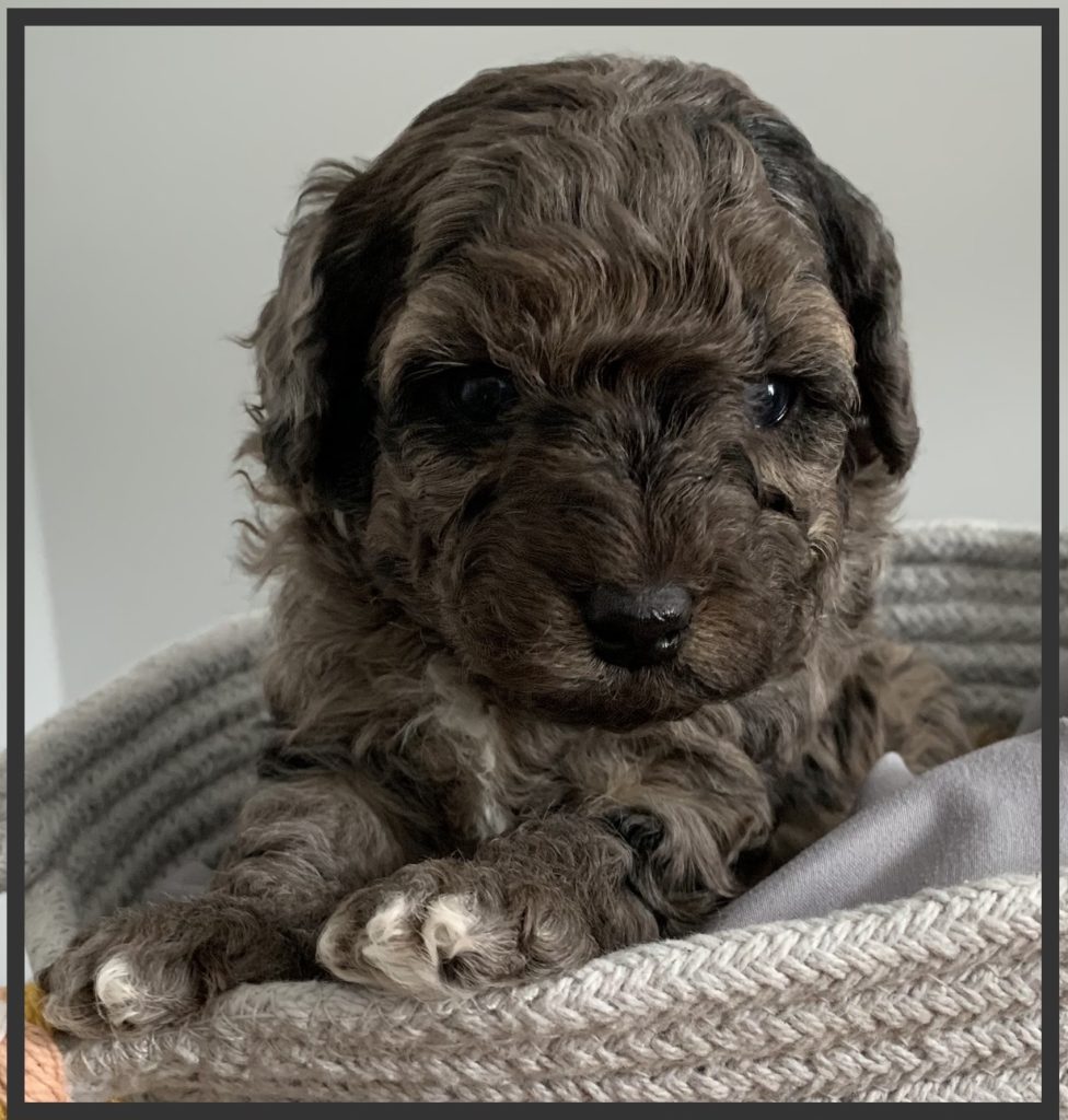 NAVY, NORTH PINE MINI LABRADOODLES