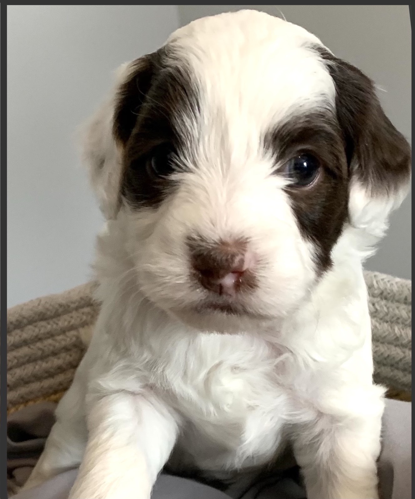 Coco, Mini Labradoodle Puppy, AB