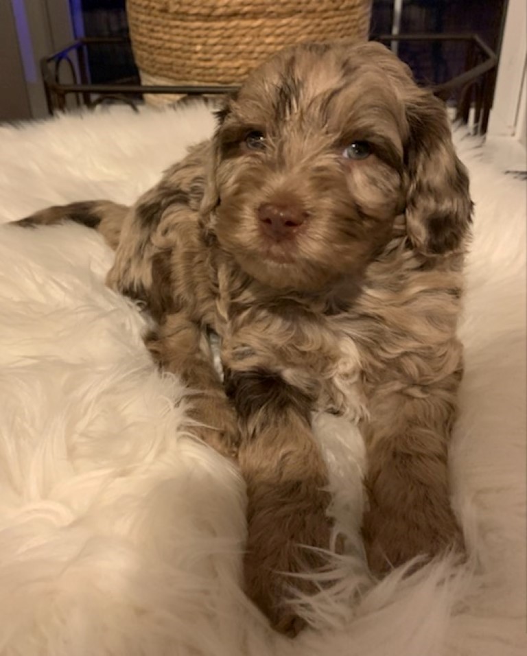 Hank - North Pink Labradoodle, Puppy