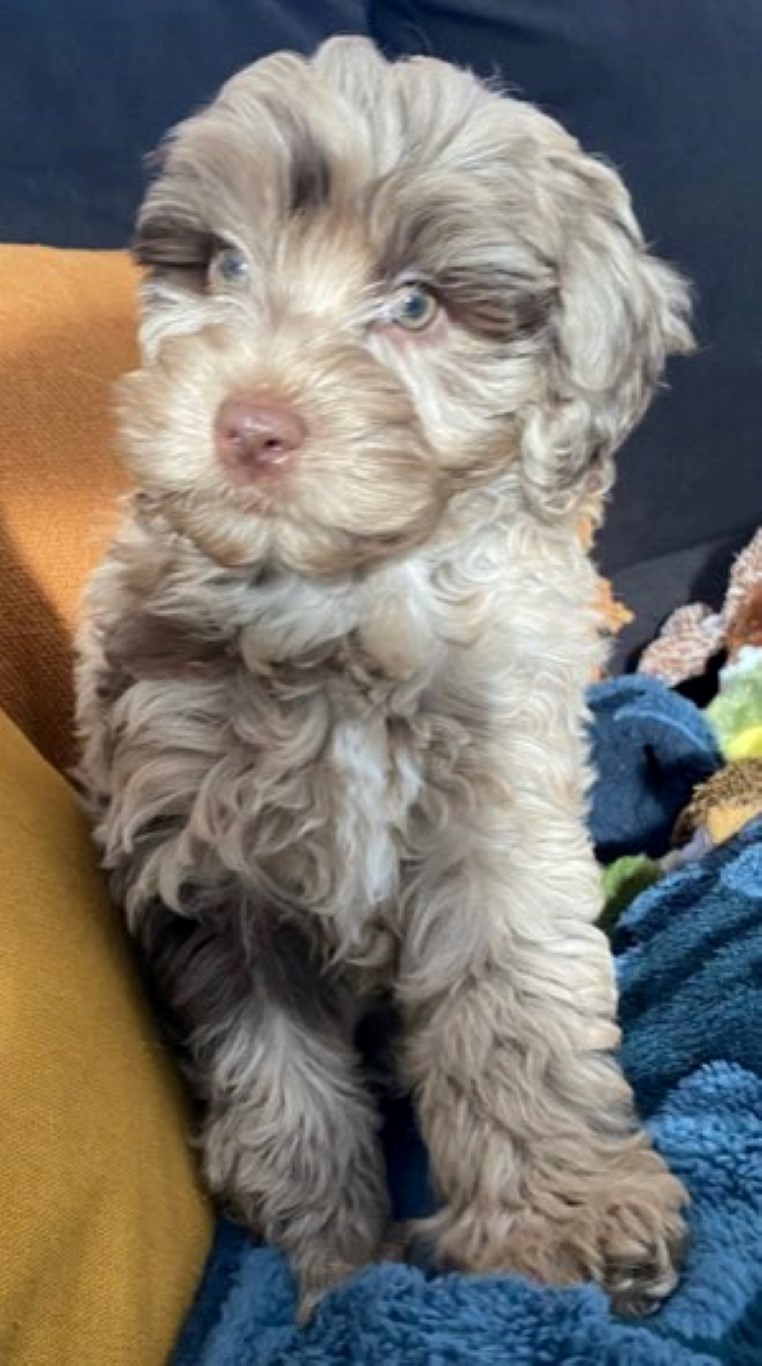 Hank - North Pine Labradoodle