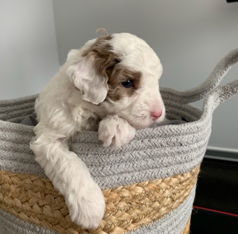 mathilda, Mini Labradoodle Puppy