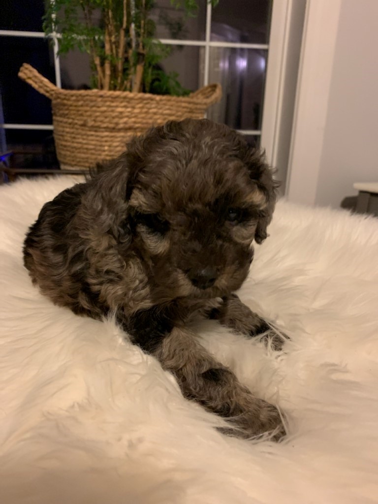 NAVY, Mini Labradoodles, Alberta