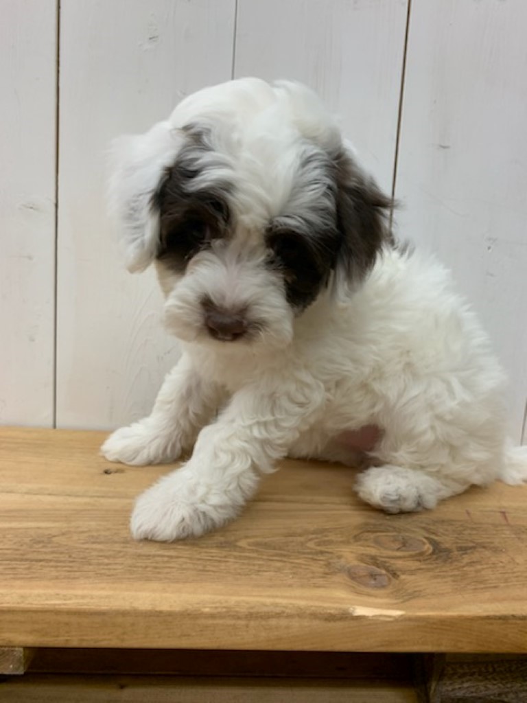 Coco, Mini labradoodle puppies, Alberta