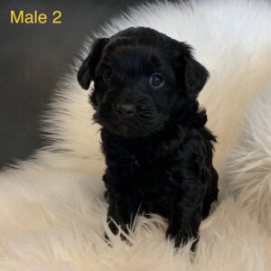 Black, Male, Labradoodle Puppy