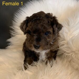 Female Labradoodles - Puppy for Sale