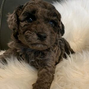 LabradoodlesPuppies - Cocoa Brown, Spring 2023